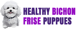 Healthy Bichon Frise Puppies